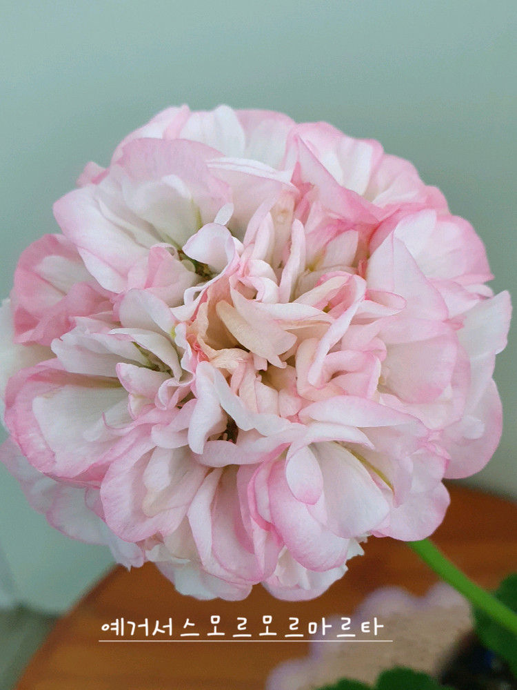 제라늄 2종 사랑별빛 꽃대있음, 모르모르 마르타 꽃대있음 이미지