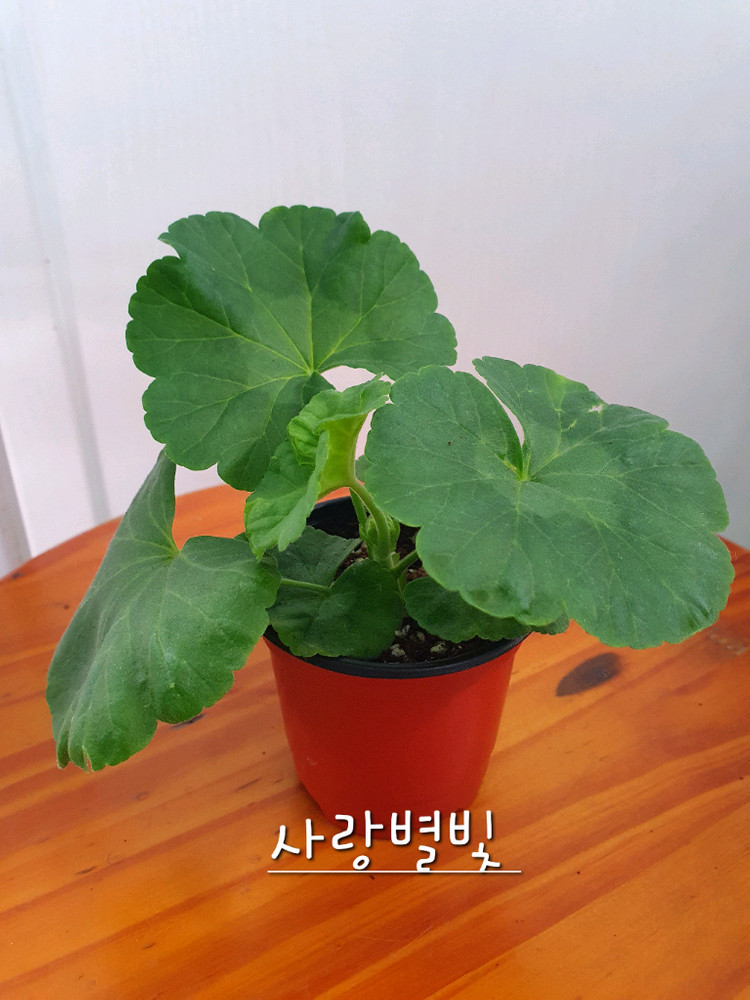 제라늄 2종 사랑별빛 꽃대있음, 모르모르 마르타 꽃대있음 이미지