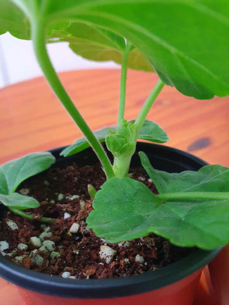 제라늄 2종 사랑별빛 꽃대있음, 모르모르 마르타 꽃대있음 이미지