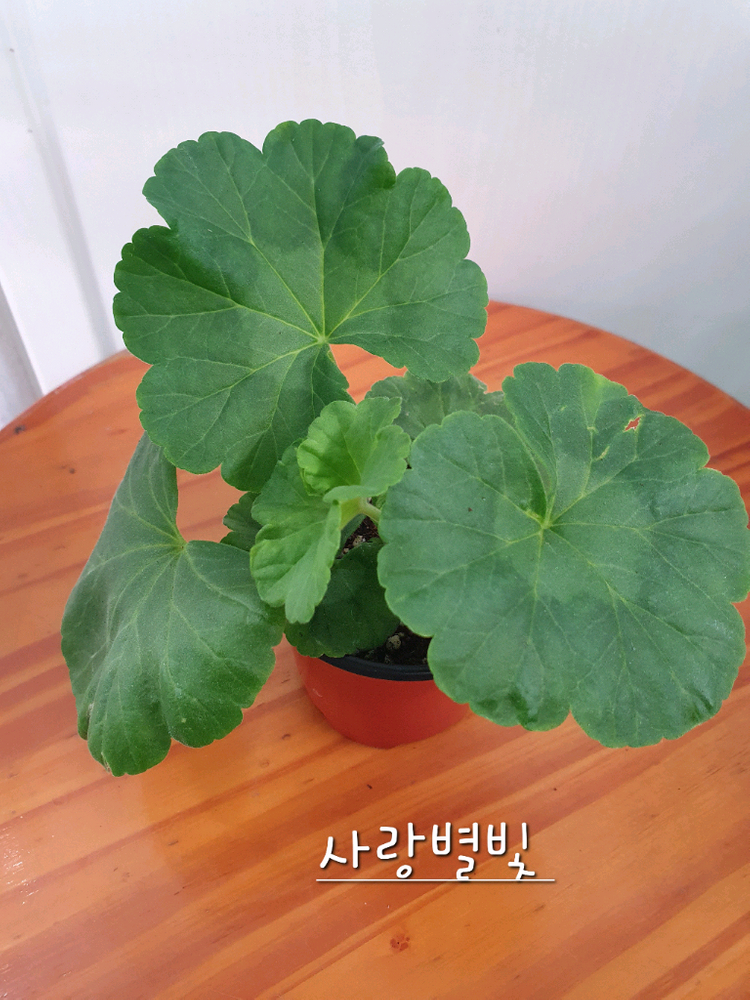 제라늄 2종 사랑별빛 꽃대있음, 모르모르 마르타 꽃대있음 이미지