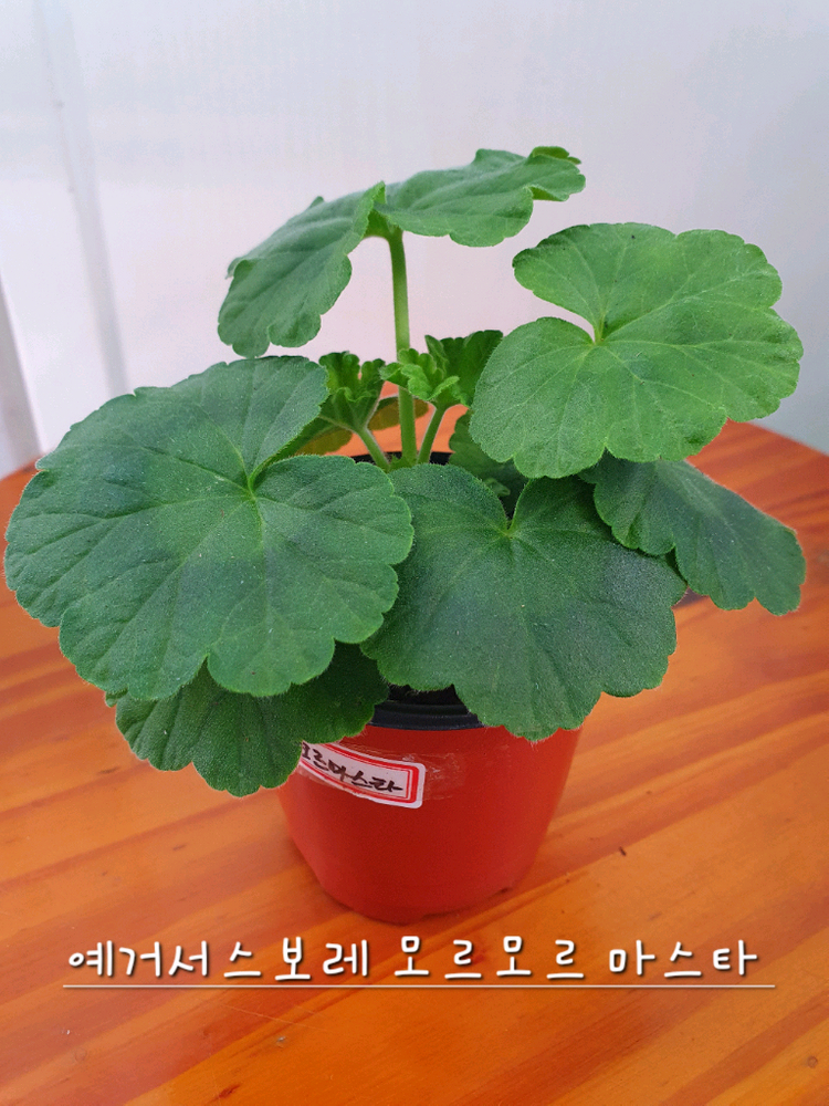 제라늄 2종 사랑별빛 꽃대있음, 모르모르 마르타 꽃대있음 이미지