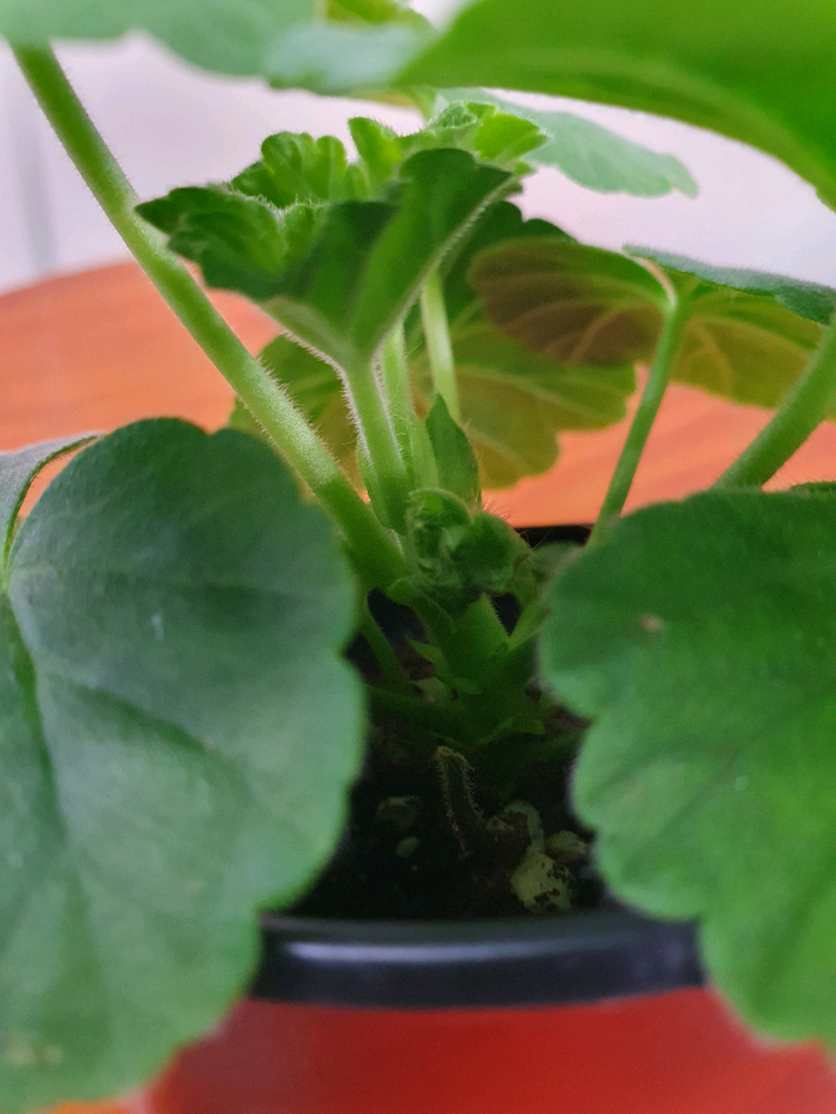 제라늄 2종 사랑별빛 꽃대있음, 모르모르 마르타 꽃대있음 이미지