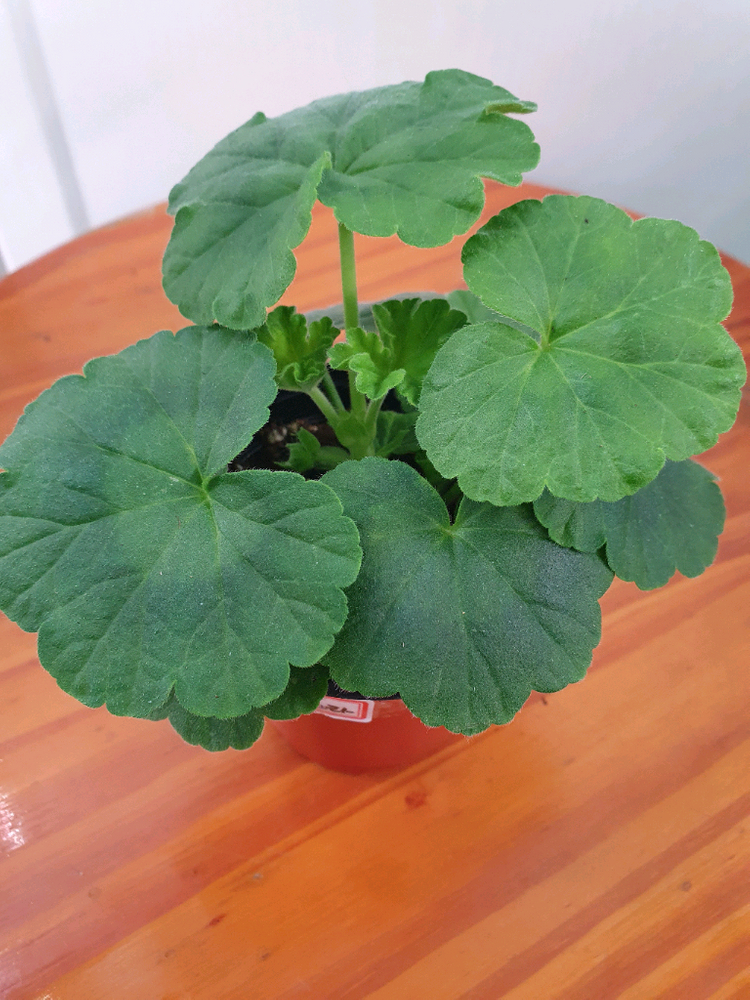 제라늄 2종 사랑별빛 꽃대있음, 모르모르 마르타 꽃대있음 이미지