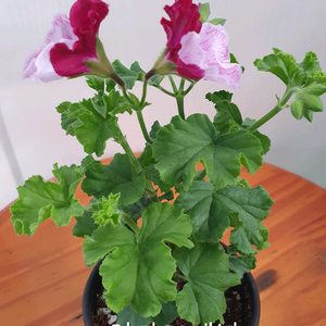 리갈제라늄 4종 관탁퍼펙션,아리스토 오렌지,아리스토 페티코티,팅커벨 이미지