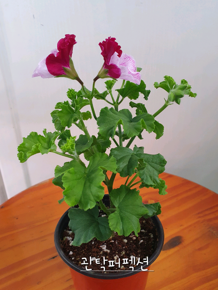 리갈제라늄 4종 관탁퍼펙션,아리스토 오렌지,아리스토 페티코티,팅커벨 이미지