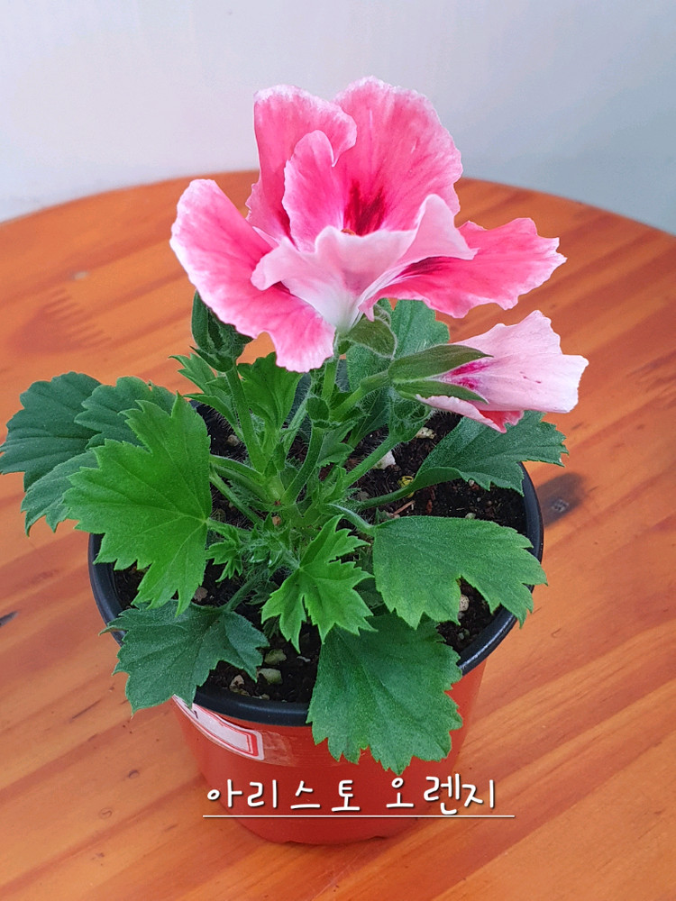 리갈제라늄 4종 관탁퍼펙션,아리스토 오렌지,아리스토 페티코티,팅커벨 이미지