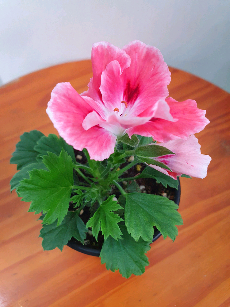 리갈제라늄 4종 관탁퍼펙션,아리스토 오렌지,아리스토 페티코티,팅커벨 이미지