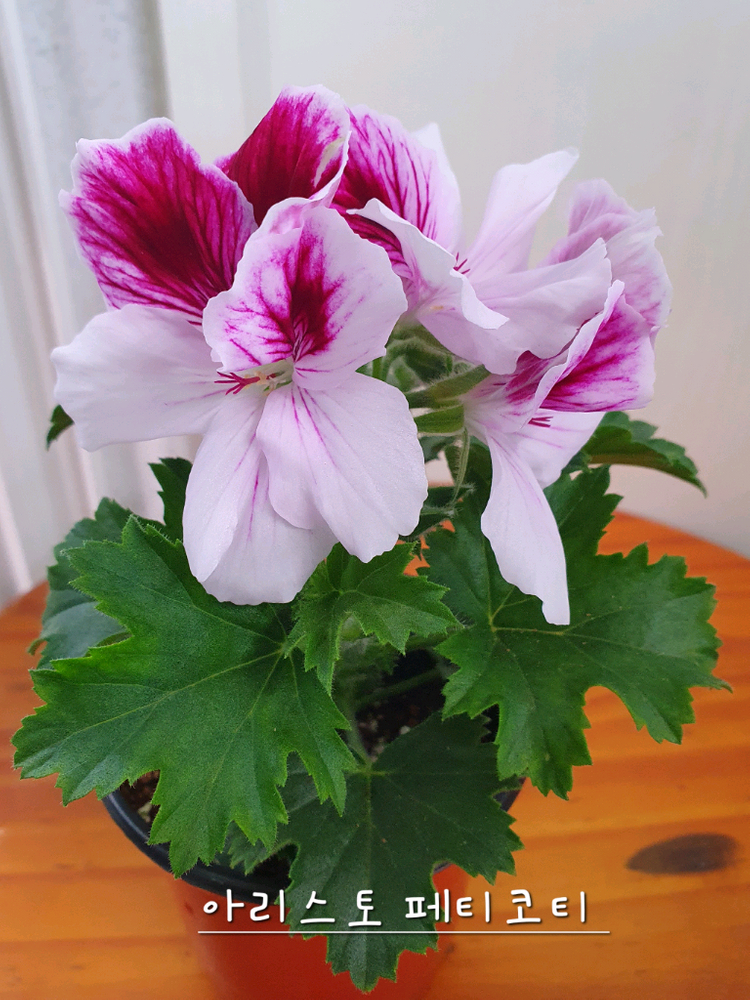 리갈제라늄 4종 관탁퍼펙션,아리스토 오렌지,아리스토 페티코티,팅커벨 이미지