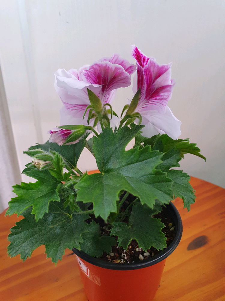 리갈제라늄 4종 관탁퍼펙션,아리스토 오렌지,아리스토 페티코티,팅커벨 이미지