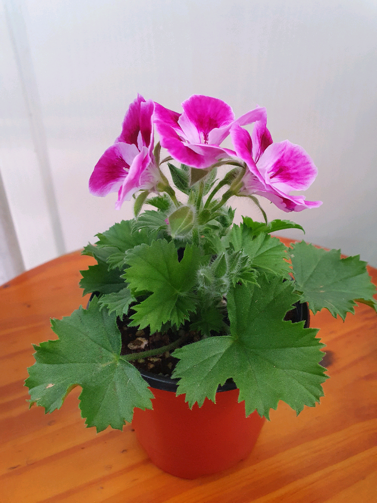 리갈제라늄 4종 관탁퍼펙션,아리스토 오렌지,아리스토 페티코티,팅커벨 이미지