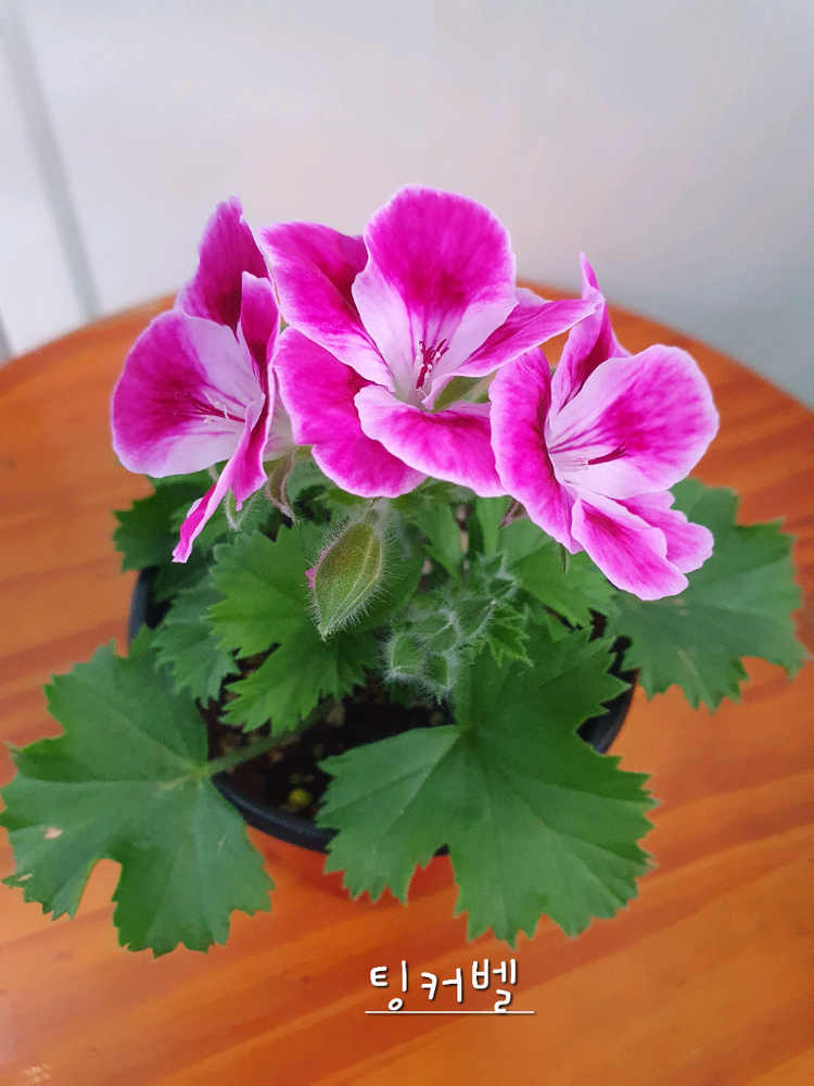 리갈제라늄 4종 관탁퍼펙션,아리스토 오렌지,아리스토 페티코티,팅커벨 이미지