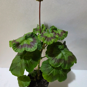 모카씨 제라늄 대품 이미지