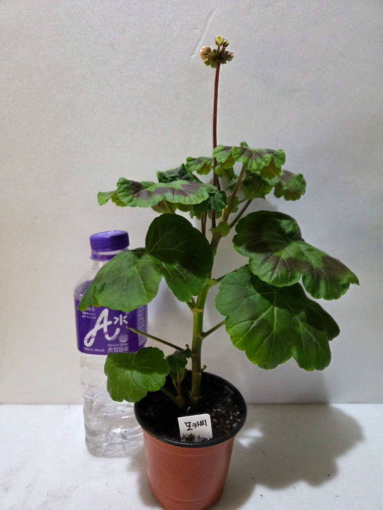 모카씨 제라늄 대품 이미지