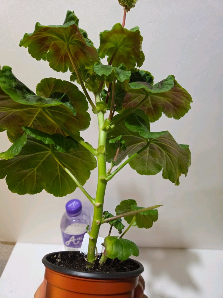 모카씨 제라늄 대품 이미지