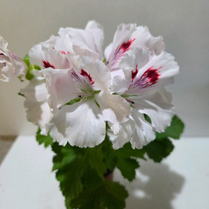 클라운 리갈제라늄 이미지