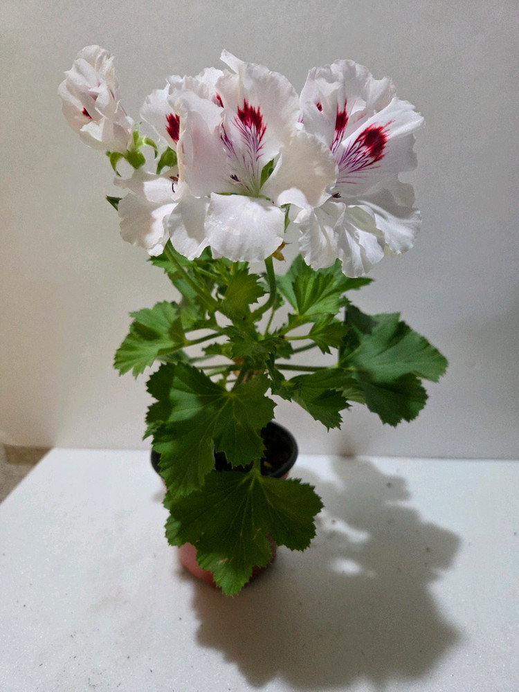 클라운 리갈제라늄 이미지