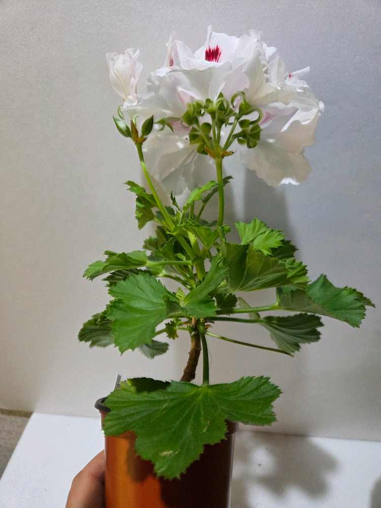 클라운 리갈제라늄 이미지