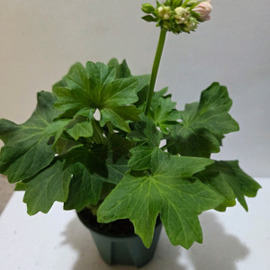 블루퀸즈티아라 스텔라제라늄 대품 이미지