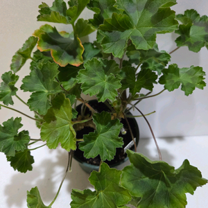 카라로사 제라늄 대품 이미지