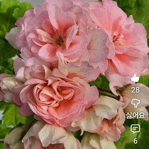 디아즈오펠리아 노르웨이제라늄 이미지