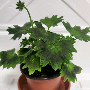 로타룬드버그 제라늄 이미지