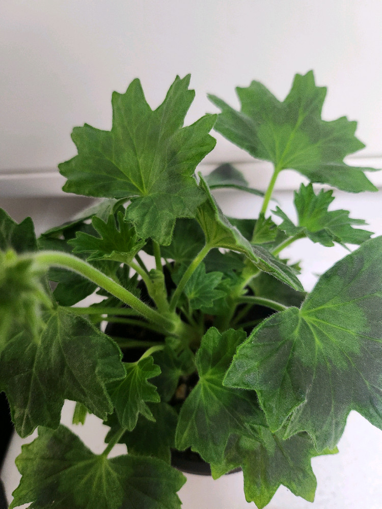 로타룬드버그 제라늄 이미지