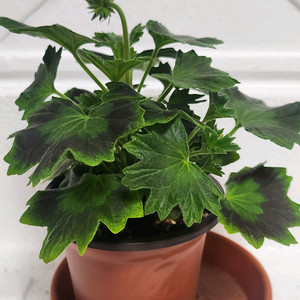 로타룬드버그 제라늄 이미지