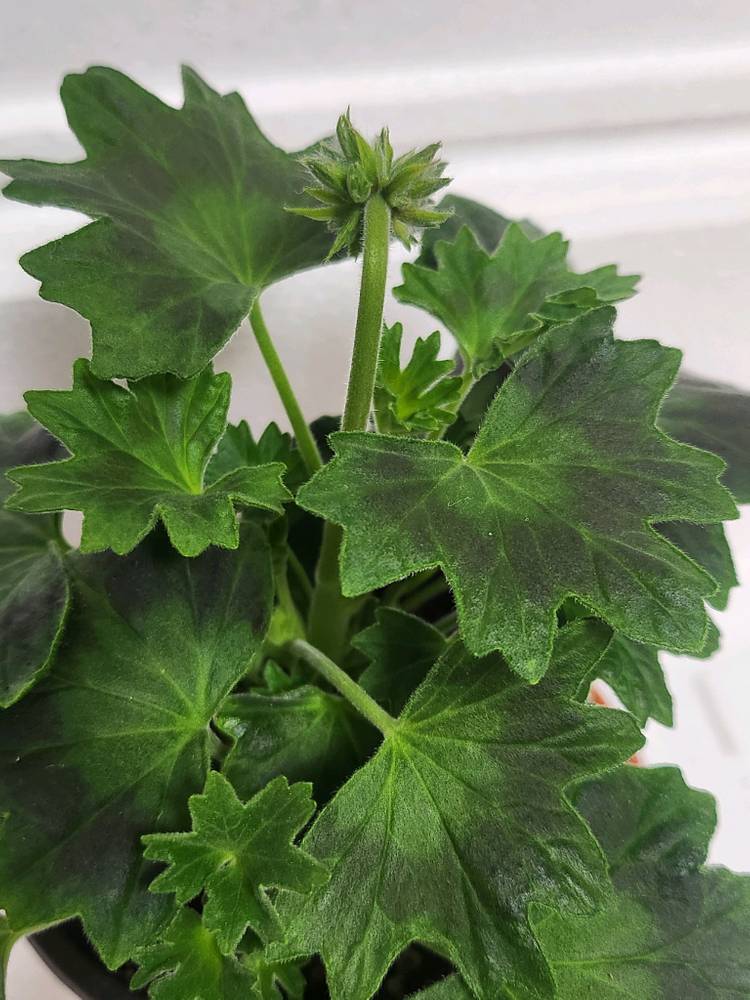 로타룬드버그 제라늄 이미지