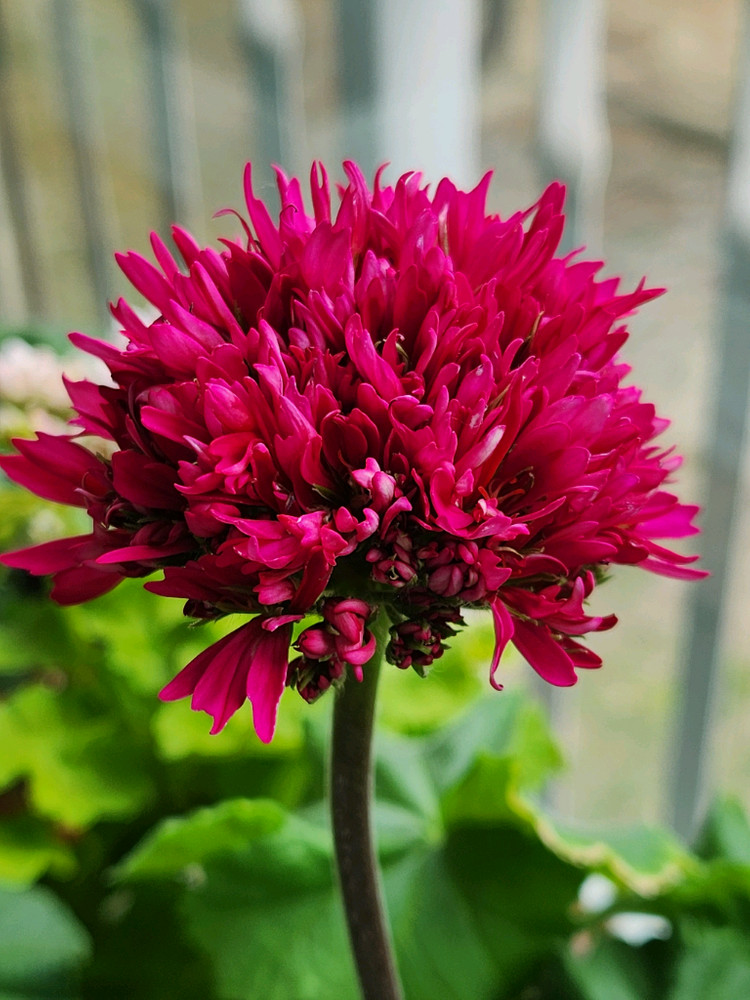 로타룬드버그 제라늄 이미지