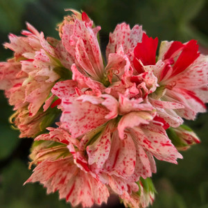 송깨금 제라늄 이미지