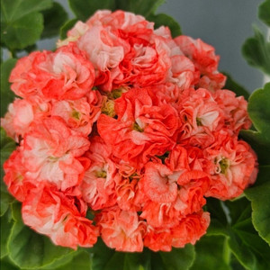 제라늄 hi글로리아 이미지