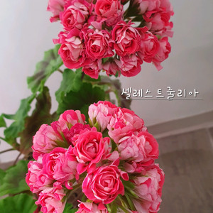 제라늄 2종 셀레스트줄리아 꽃대있음 러,오덴시외 트리쉬 꽃대있음 K 이미지