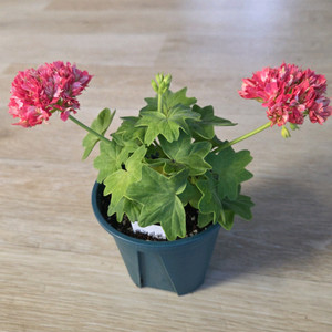 클래시빈 제라늄 이미지