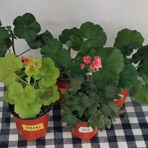 제라늄 5종 세트분양 이미지