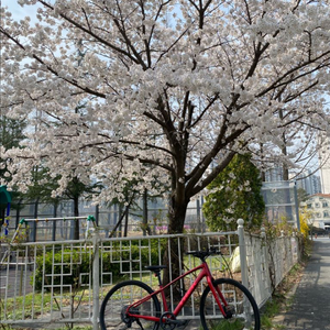 2025 트렉 하이브리드 FX3 4세대 (크림슨,S사이즈) 이미지