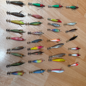 갑오징어 애기 이미지