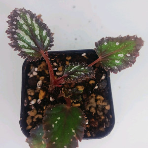 베고니아 DS 바바라버드 이미지