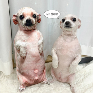 포도 인형 구해요. 이미지