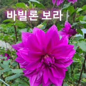 다일라아 구근모종 이미지