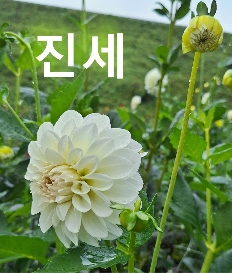 다일라아 구근모종 이미지