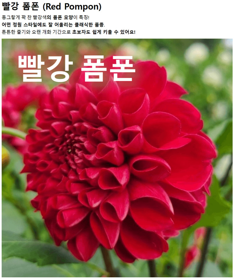 다일라아 구근모종 이미지