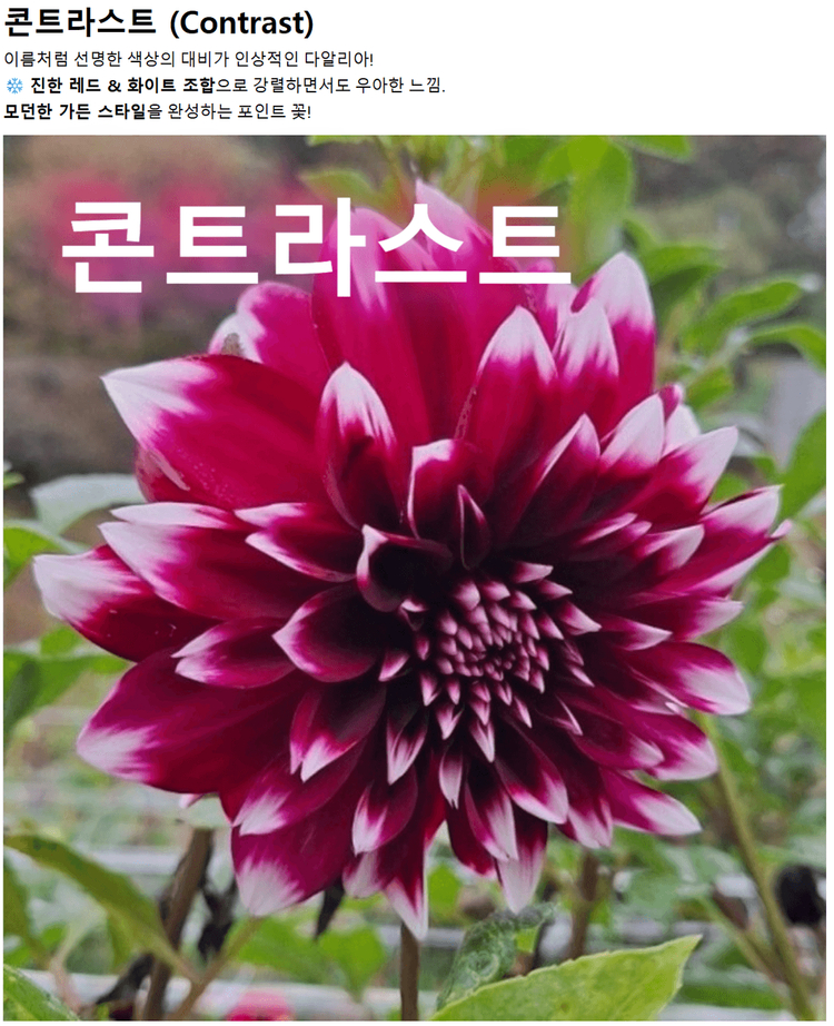 다일라아 구근모종 이미지