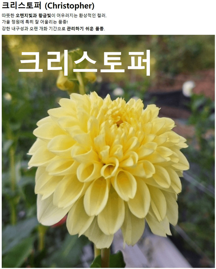 다일라아 구근모종 이미지