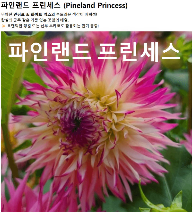 다일라아 구근모종 이미지