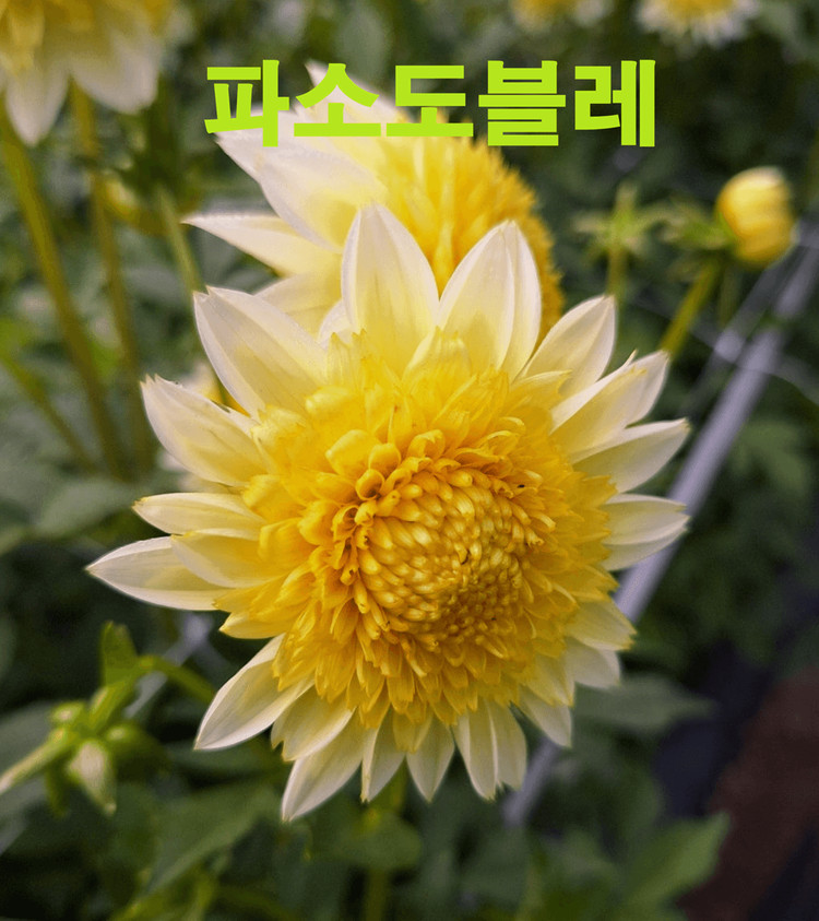 다일라아 구근모종 이미지