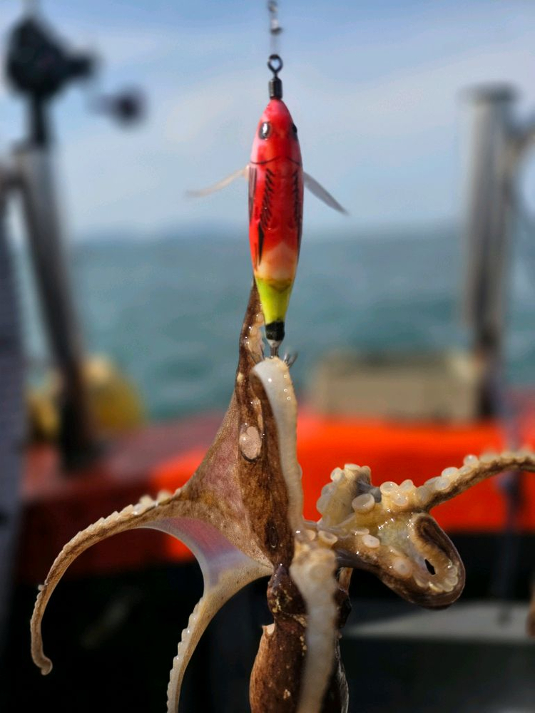 형광 야광 쭈꾸미 갑오징어 에기 5개 세트 쭈갑 루어 이미지