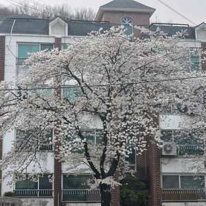 갤럭시탭s10울트라5g삽니다 이미지