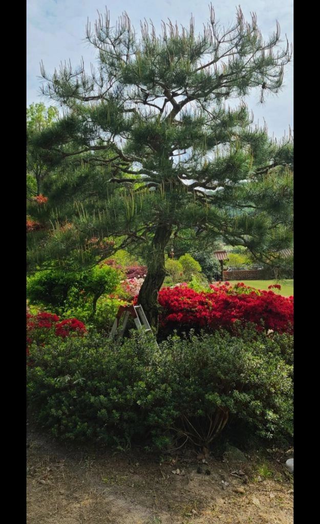나무,꽃나무,조경수 금목서,소나무,백일홍등 팝니다 이미지