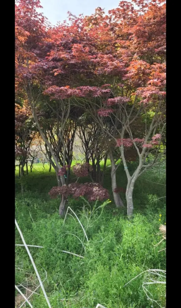 나무,꽃나무,조경수 금목서,소나무,백일홍등 팝니다 이미지