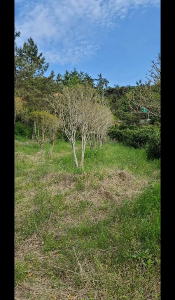 나무,꽃나무,조경수 금목서,소나무,백일홍등 팝니다 이미지